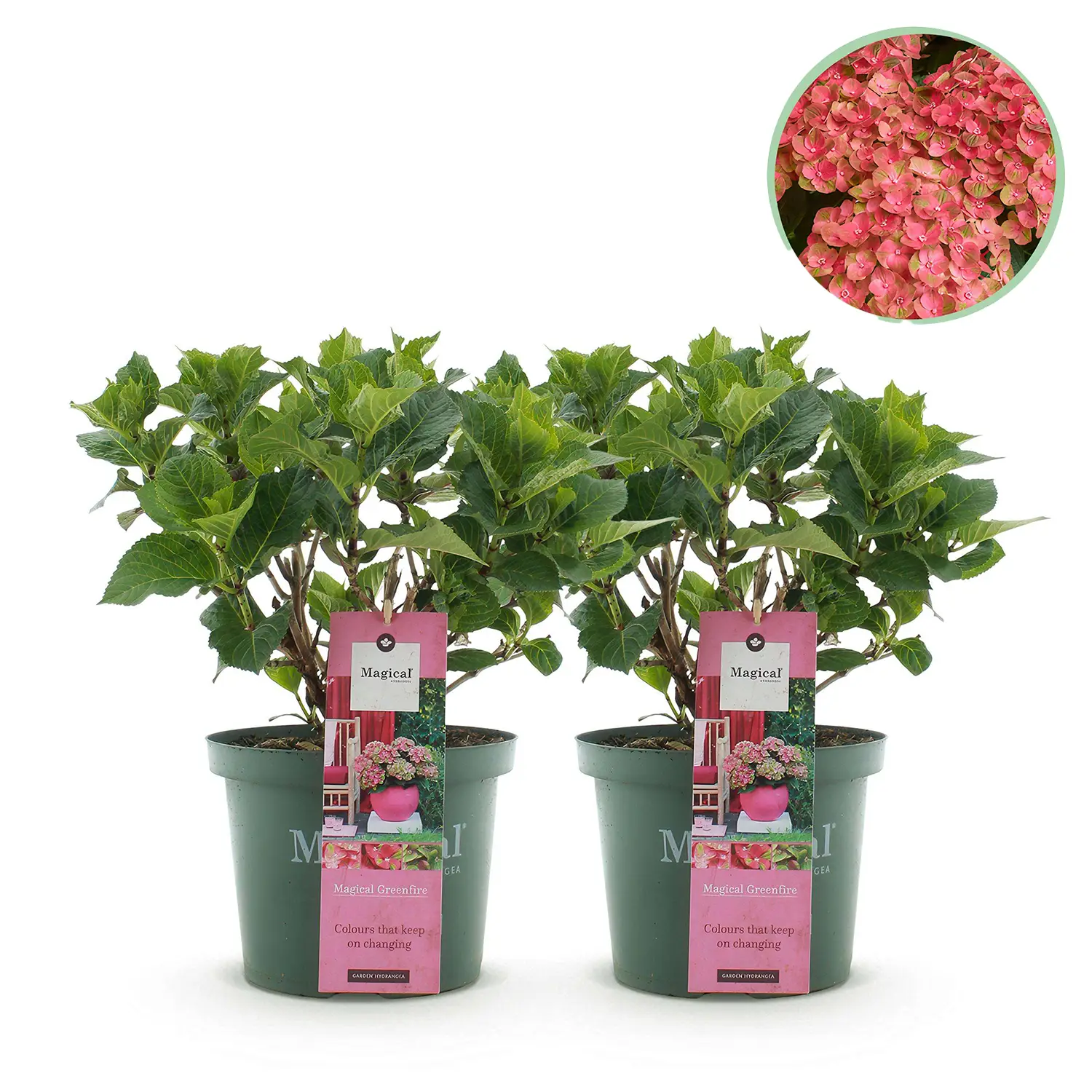 Hortensia Magical Green Fire Pink Green - Set van 2 planten - Potmaat 23 cm