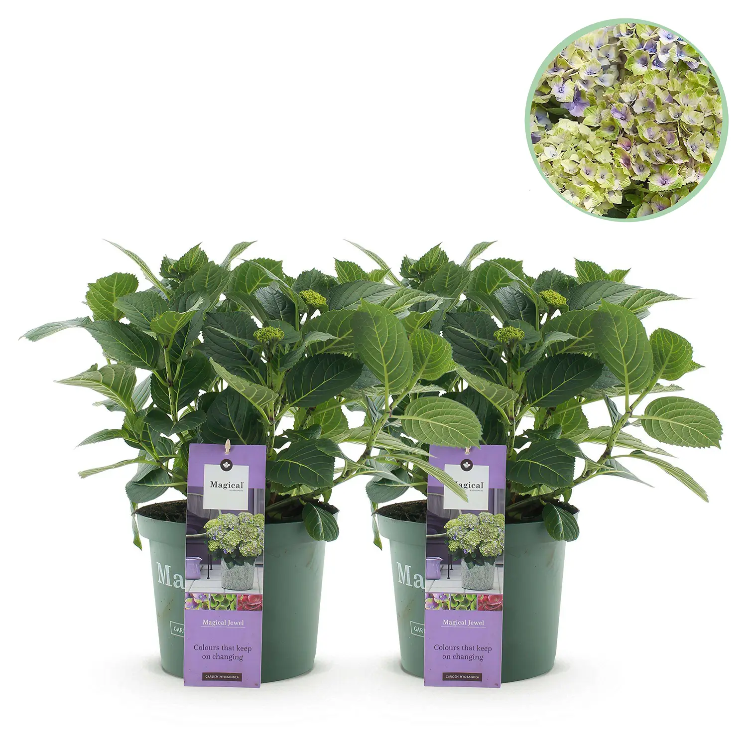 Hortensia Magical Jewel Blue - Set van 2 planten - Potmaat 23 cm