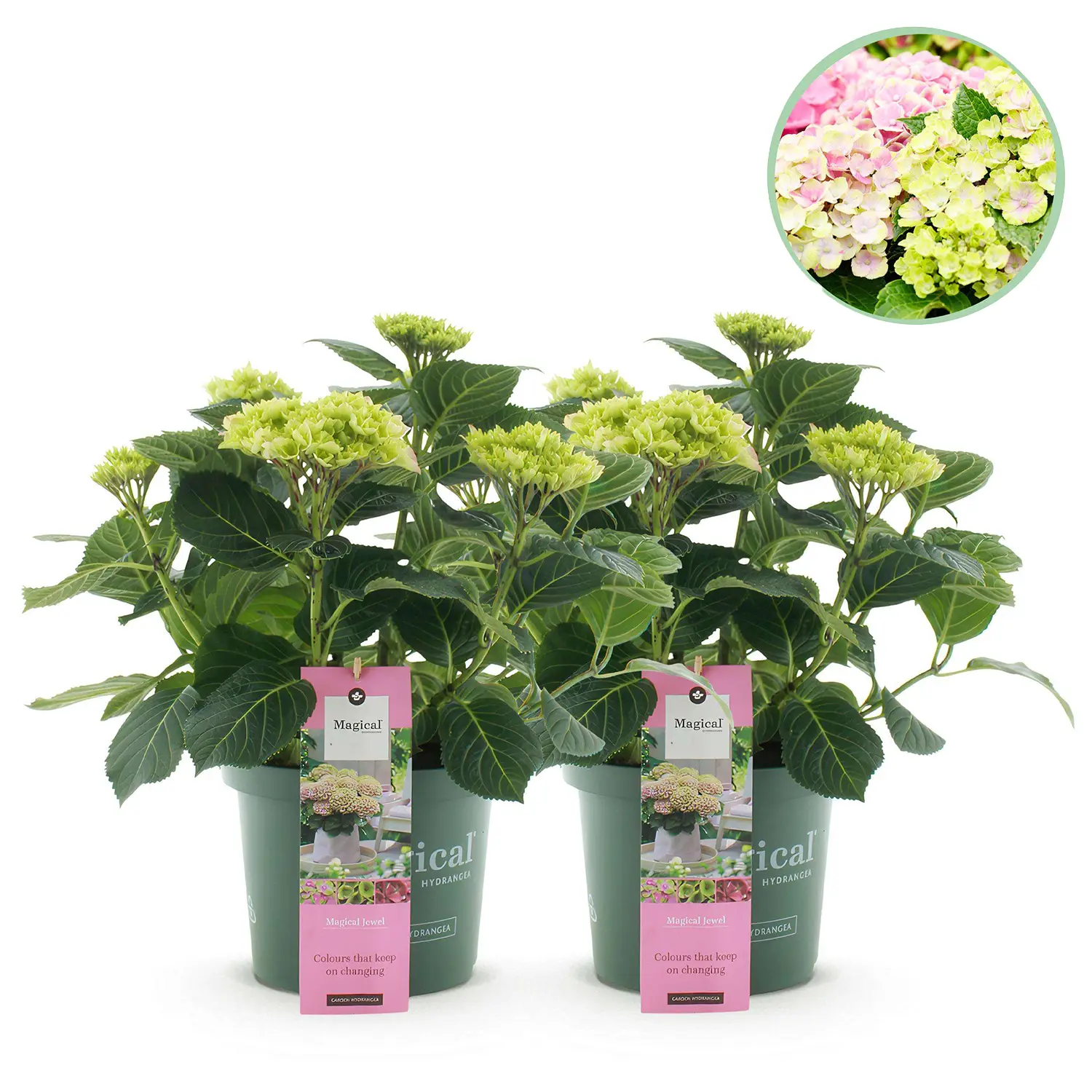 Hortensia Magical Jewel Pink - Set van 2 planten - Potmaat 23 cm