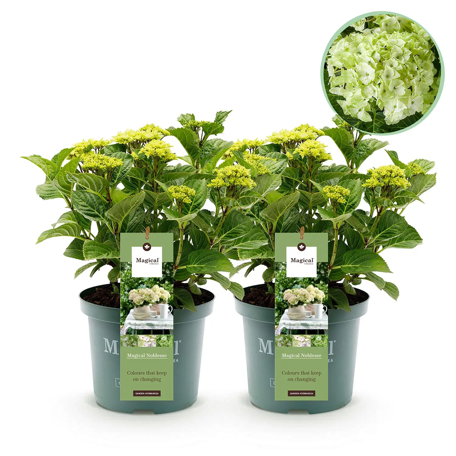 Hortensia Magical Noblesse White - Set van 2 planten - Potmaat 23 cm