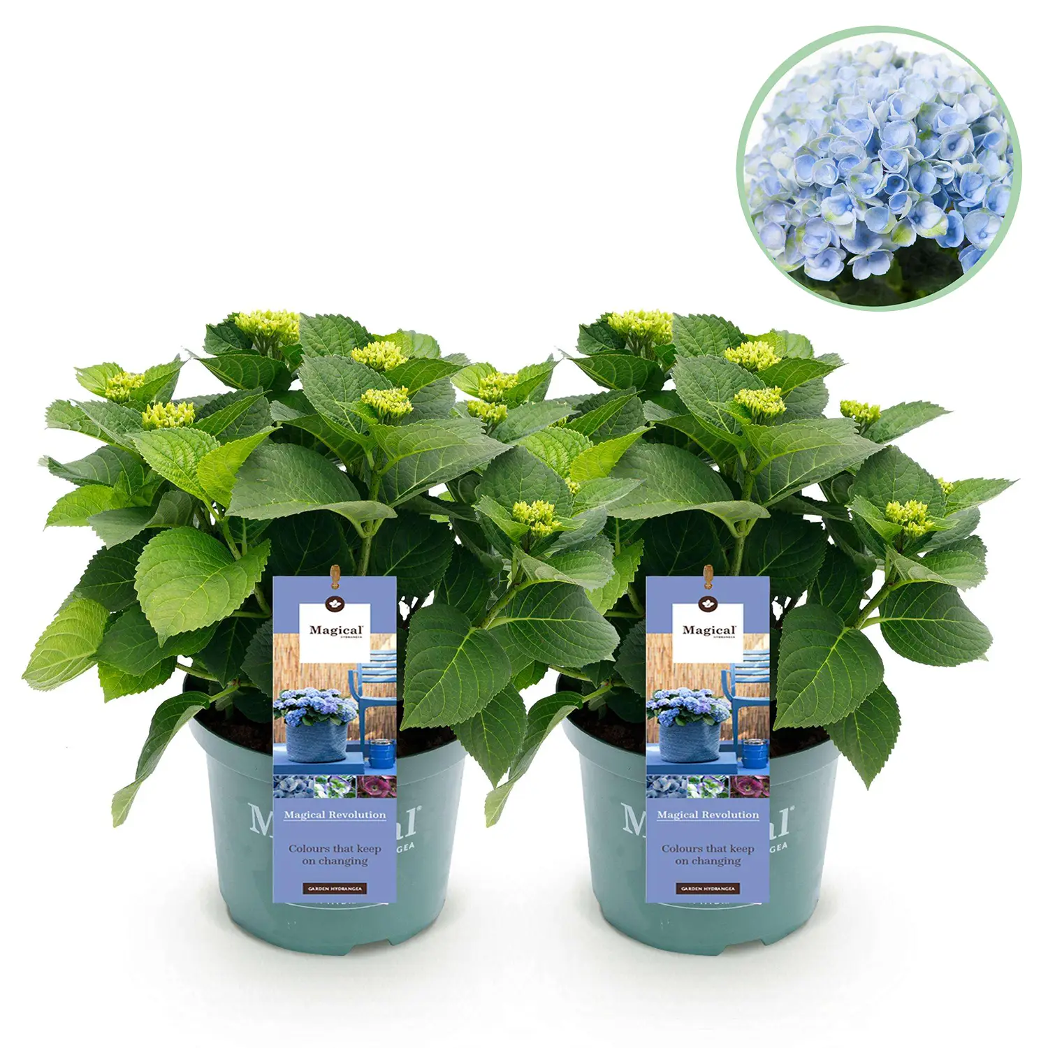 Hortensia Magical Revolution Blue - Set van 2 planten - Potmaat 23 cm