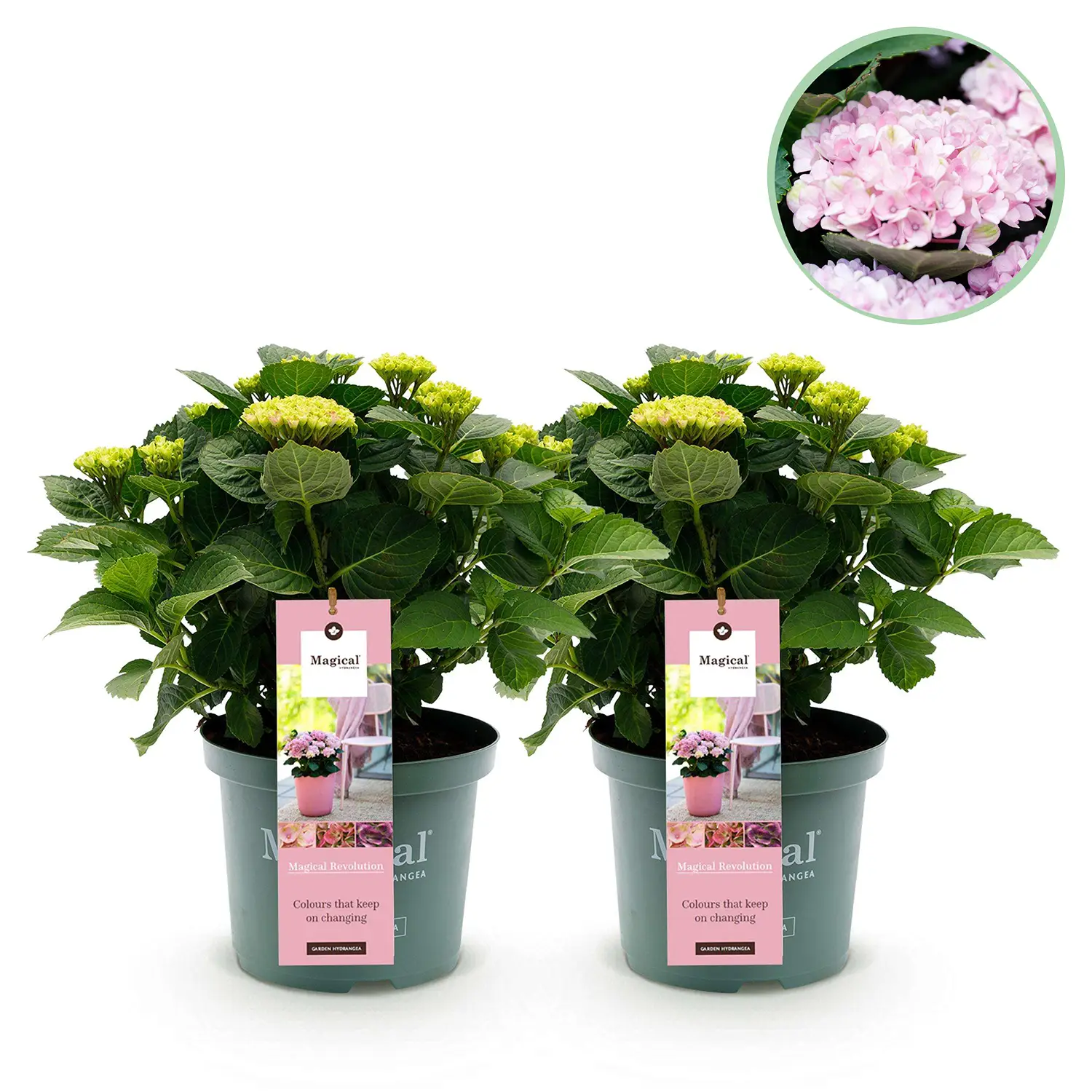 Hortensia Magical Revolution Pink - Set van 2 planten - Potmaat 23 cm