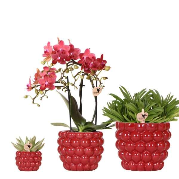 Berry Red Plantenset – Orchidee (Phalaenopsis Congo) & 2 Vetplantjes