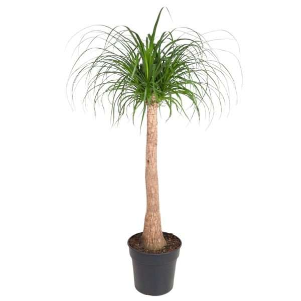 Olifantspoot (Beaucarnea stam) - ↕120cm - Ø32cm