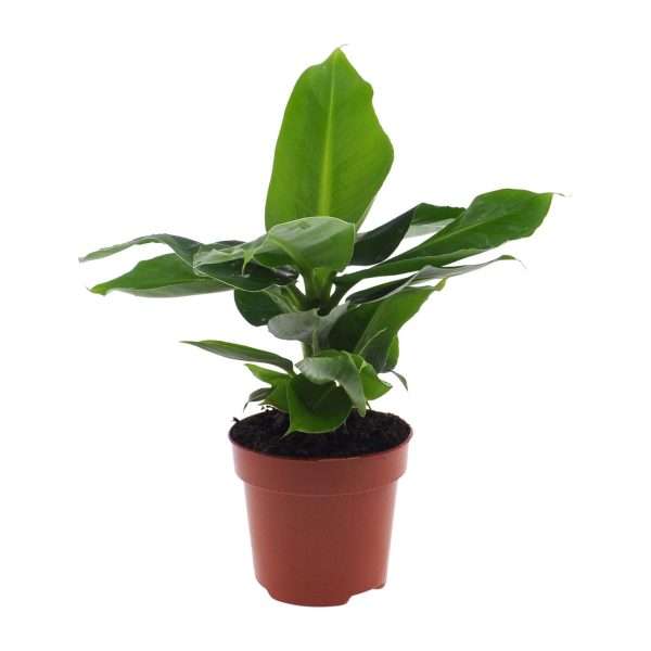 Bananenplant (Musa Oriental Dwarf) - Ø12cm - ↕25cm