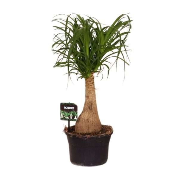 Olifantspoot (Beaucarnea Nolina) - Ø19cm - ↕60cm