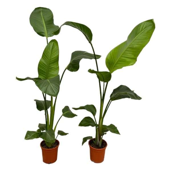 2x Paradijsvogelplant (Strelitzia Nicolai) - ↕100cm - Ø17cm