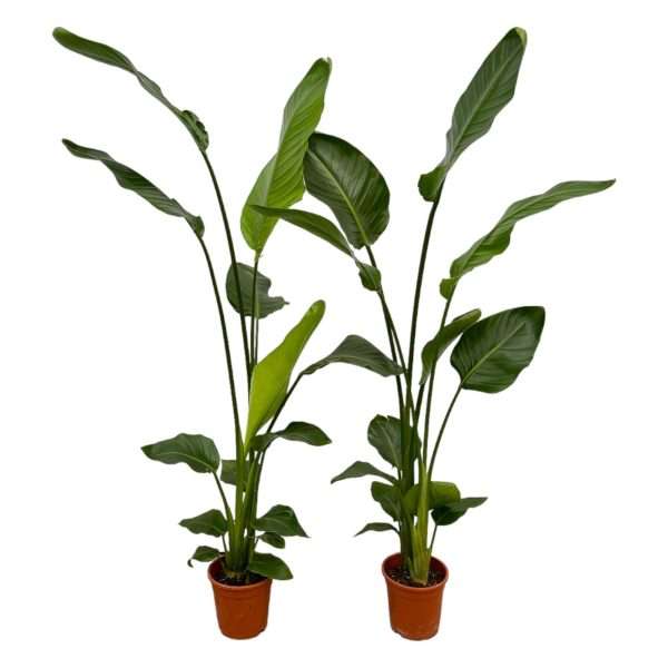 2x Paradijsvogelplant (Strelitzia Nicolai) - ↕130cm - Ø17cm