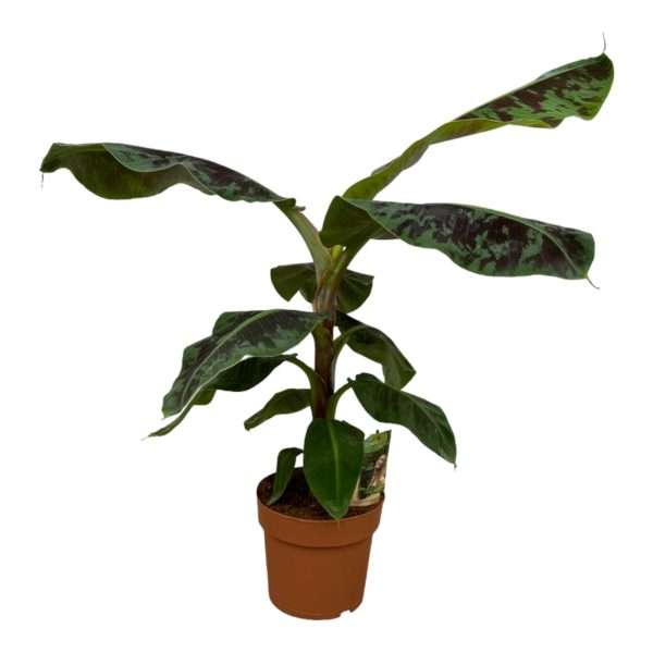 Bananenplant (Musa) - ↕80cm - Ø19cm
