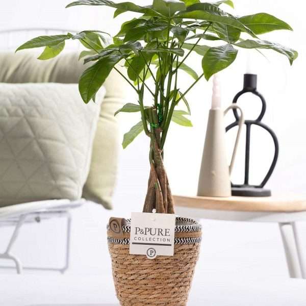 Geldboom (Pachira Aquatica) in P&PURE Mand - Ø12cm - ↕45cm