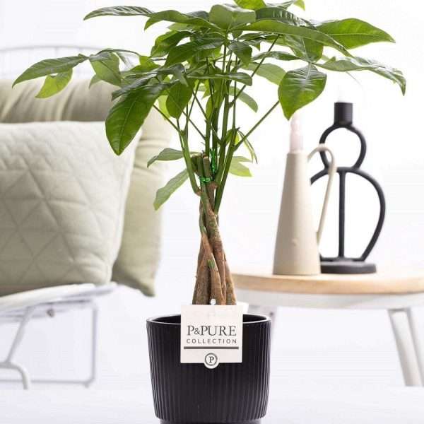 Geldboom (Pachira Aquatica) in P&PURE Ceramics Liv Sierpot - Ø12cm - ↕45cm