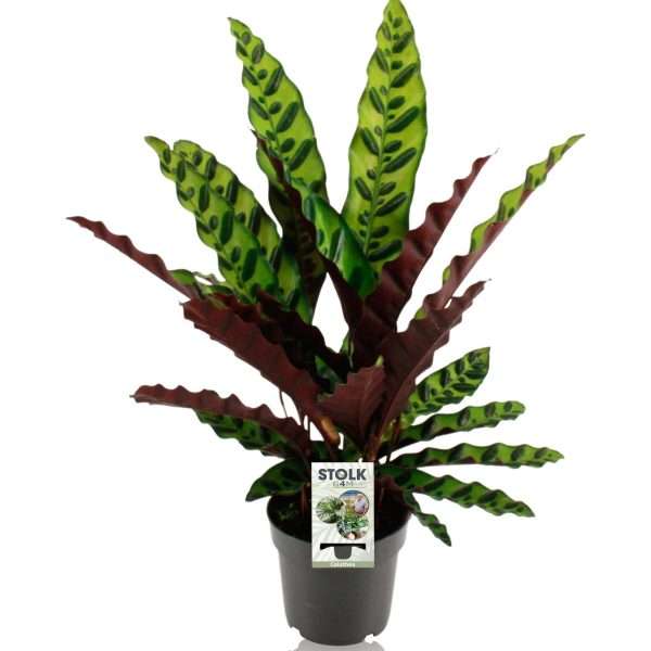Calathea Lancifolia ‘Insignis’ – Rattlesnake Plant Ø14cm - ↕45cm