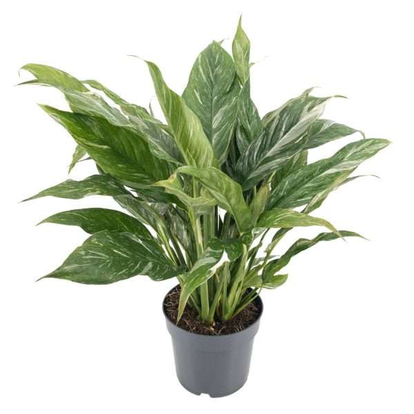 Lepelplant (Spathiphyllum Diamond Variegata) Ø14cm - ↕55cm