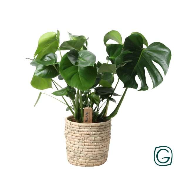 Gatenplant (Monstera) mand Palmleaf - Ø21cm - ↕60cm