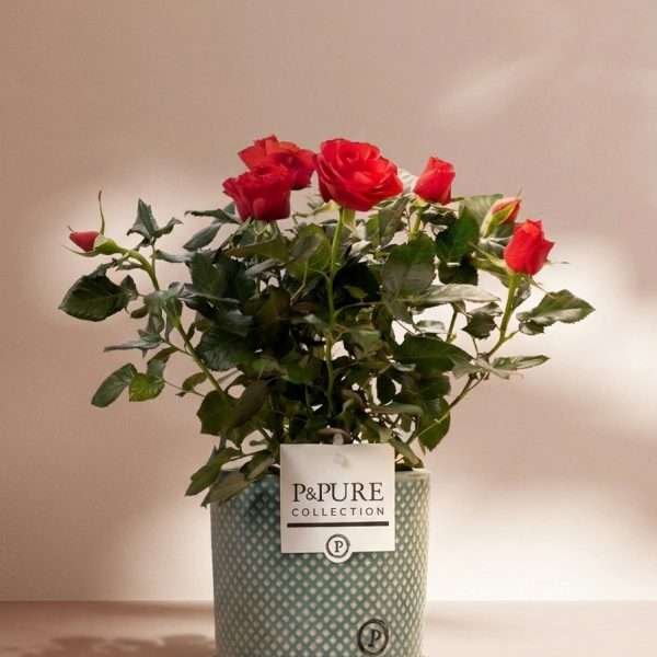Rode rozen in sierpot groen - Ø12cm - ↕30cm