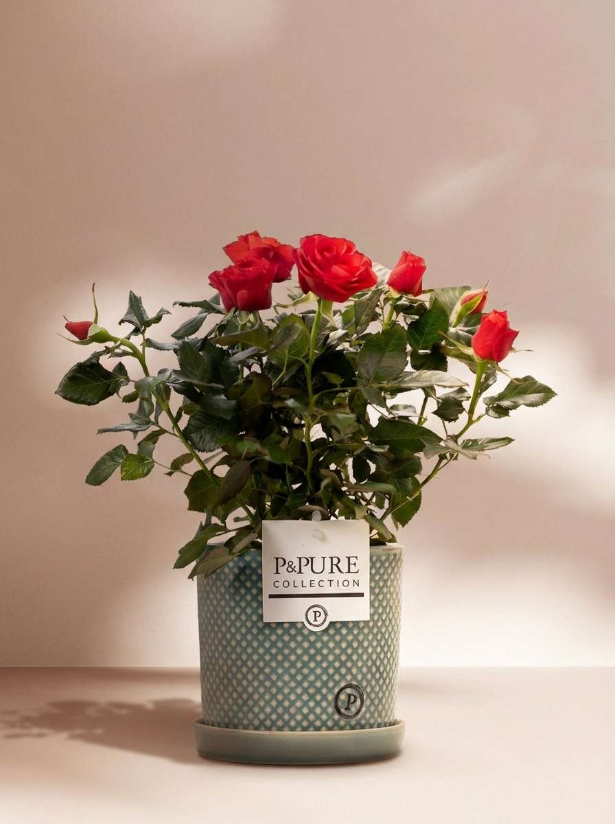 Rode rozen in sierpot groen - Ø12cm - ↕30cm