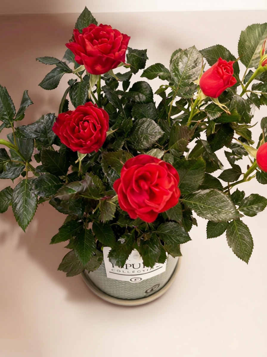 Rode rozen in sierpot groen - Ø12cm - ↕30cm - Afbeelding 2