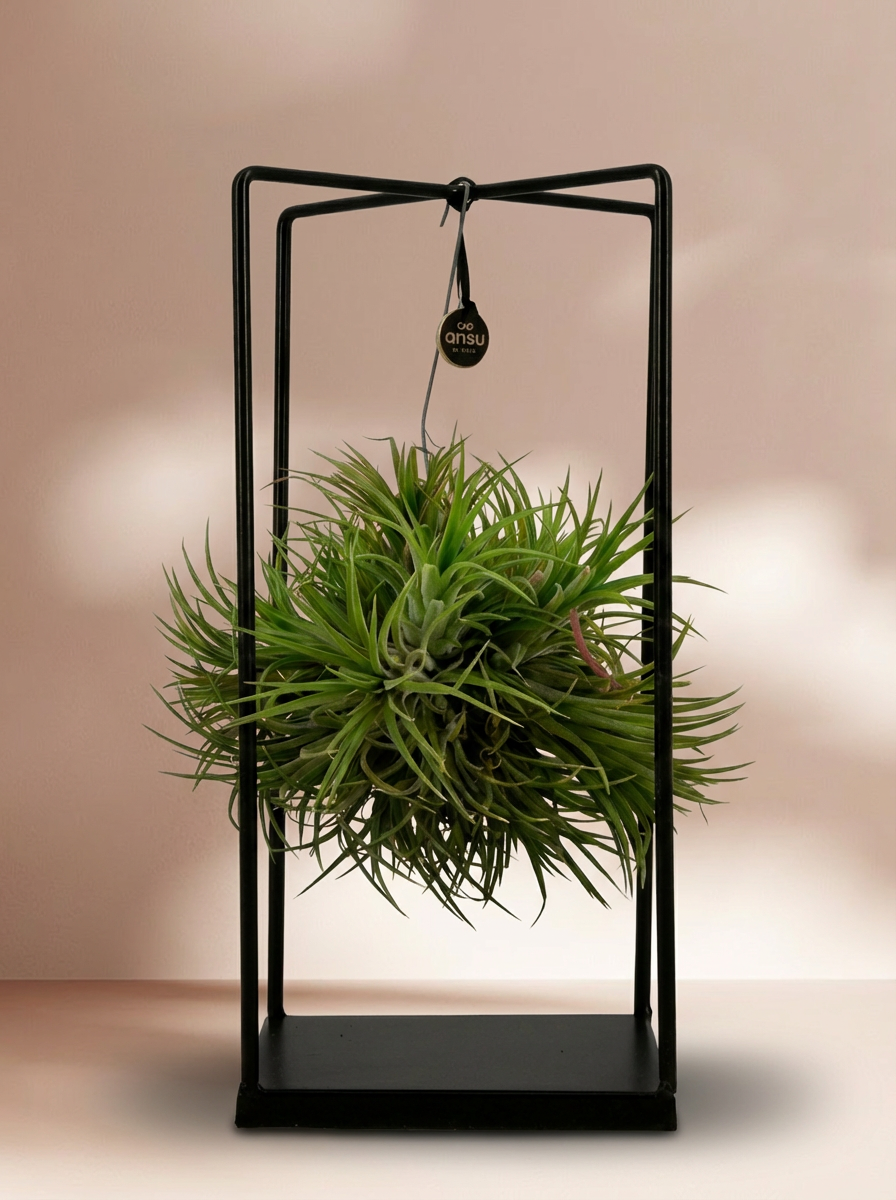 Tillandsia Luchtplant in houder vierkant - Ø14cm ↕37cm