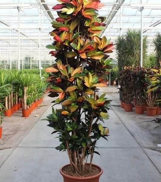 Croton Codiaeum Iceton - ↕230cm - Ø50cm