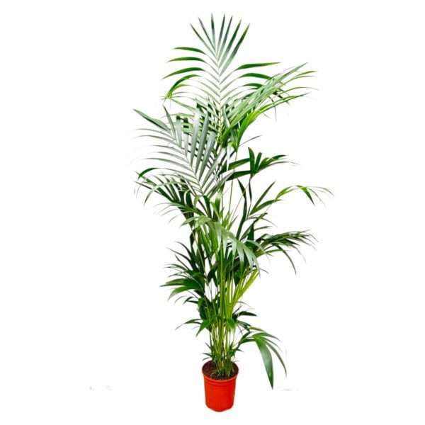 Kentia Palm - ↕200cm - Ø24cm