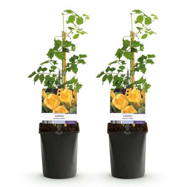 Trompetbloem - Campsis 'Flava' Geel - Set van 2 - Ø11cm ↕40cm