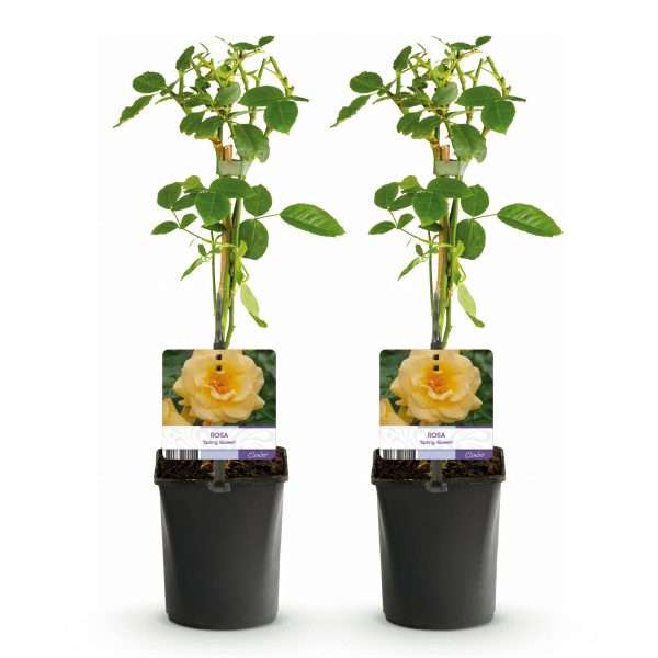 Klimroos ‘Spring Queen’ Geel - Set van 2 - Ø11cm ↕40cm