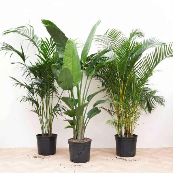 Plantenpakket XXL - Kentia Palm 200cm Strelitzia Nicolai 225cm Areca Palm 200cm